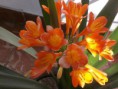 /album/kepgaleria-fenykepgaleria1/a21424-303241686456630-1585645230-n-1-jpg/